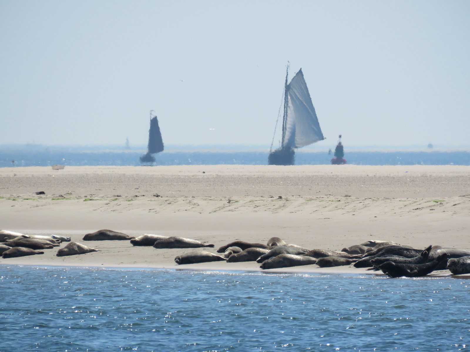 zon zee zeehonden